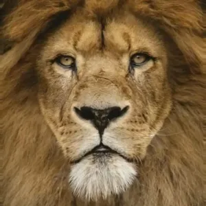 Radhe Shyam [Hindi]_360P