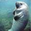ManateeKing64