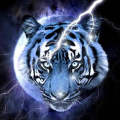 Tigerst0rm⚡️