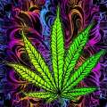 SweetLeaf McGee