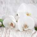 zarte_orchidee
