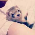 crazyferretlady