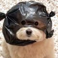 Love pet