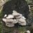P. ostreatus