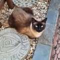 crisccattai