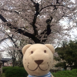 author avatar