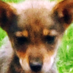 author avatar